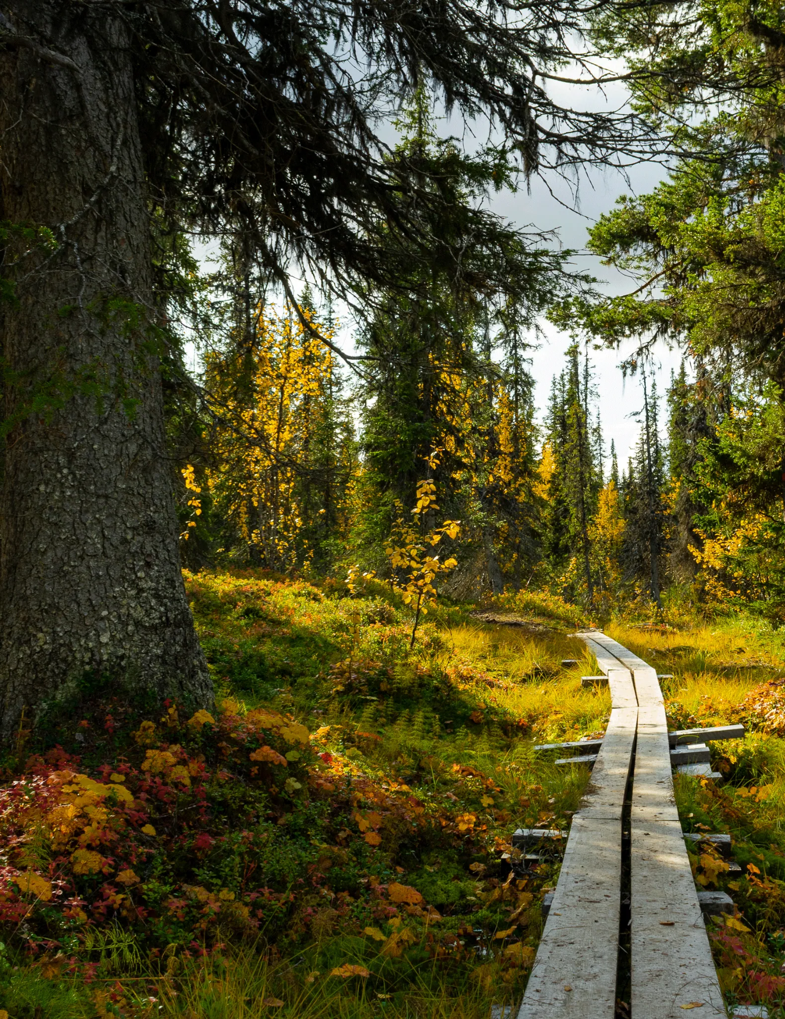 En träspång genom en solbelyst skog